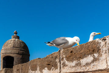 Two seagulls on the wall of the ramparts of the citadel of Mogador in Essaouira, Morocco