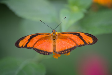 papillon seul orange et noir posé en couleur en gros plan