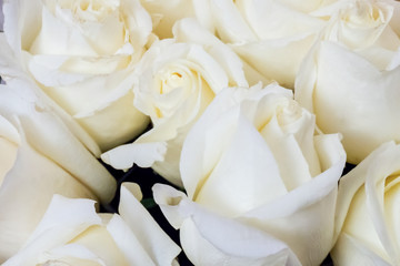buds of white roses background