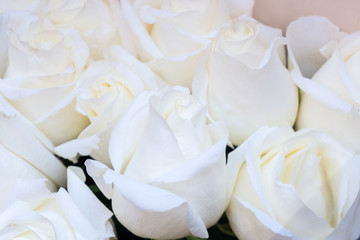 buds of white roses background