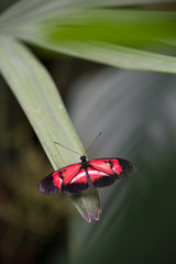 papillon seul rouge blanc et noir posé en couleur en été  sur une feuille verte