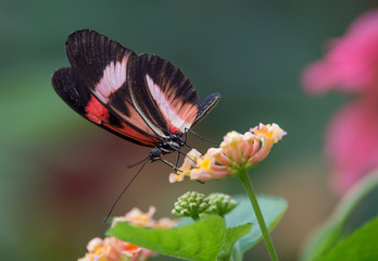 papillon seul rouge blanc et noir posé en couleur en été de profil sur une fleur