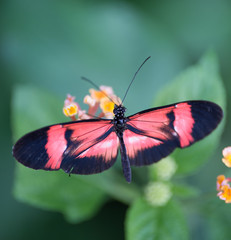 Fototapeta na wymiar papillon seul rouge blanc et noir posé en couleur en été en lumière du jour