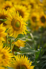 Sunflower field at sunset close up isolated