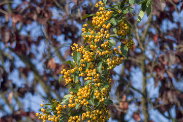 Yellow wild Rowan berries, Sorbus aucuparia with bokeh background in the forest.