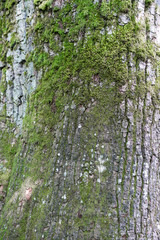 Old tree bark with green meadow as a natural background