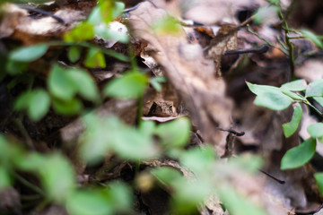 Hide frog