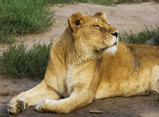 Lion lying on the grass, turning head up to the sun, eyes almost closed. Lioness, female.