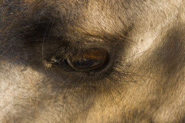 Eyes of camel. Close-up, macro photo. Used informally, camel or, more correctly, camelid refers to any of the seven members of the family Camelidae, the dromedary.