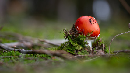 Der Pilz