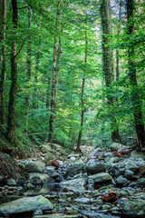 Mountain river flowing through the green forest