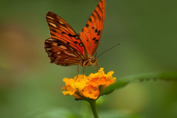 closeup of orange butterfly on orange lantana in a tropical green house