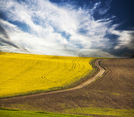 Obraz premium Curving road in rape field
