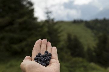 blueberries in the hand at the forest.