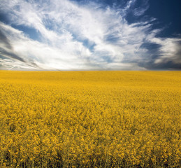 Obraz premium Rape field in summer