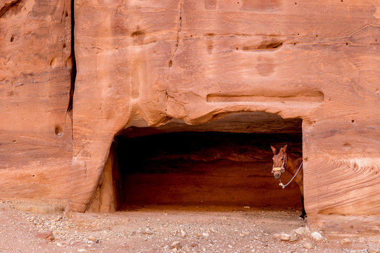 a donkey looking from carved door of ancient Nabataean homes in the desert Petra Valley, Jordan
