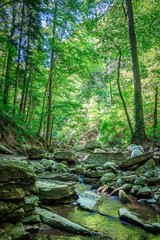 Mountain river flowing through the green forest