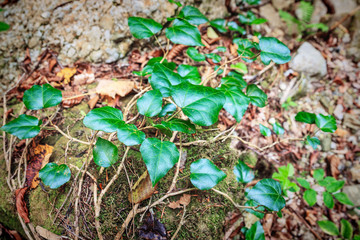 Trees with ivy in the green forest