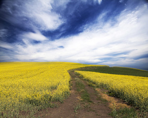 Curving road in rape field