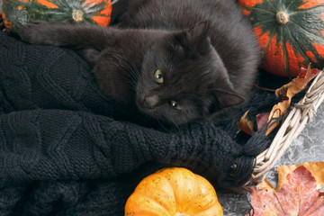 Green eyes black cat and orange pumpkins in wicker basket on gray cement background with autumn yellow dry fallen leaves. Top view background.