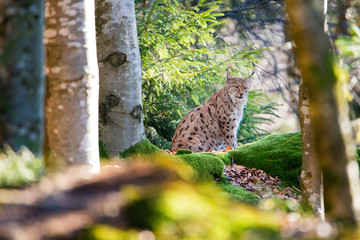 der Luchs auf der Lauer