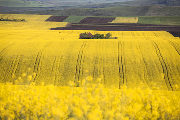Fototapeta premium Small house in rape field