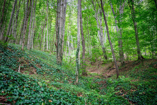 mountain green forest