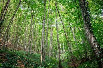 mountain green forest