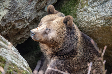 der Braunbär