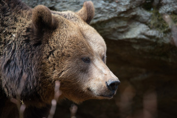 der Braunbär