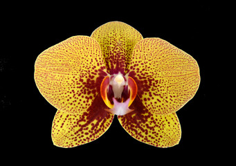 yellow orchid in pink specks close-up isolated on black background