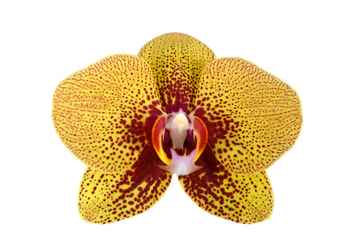 Fototapeta yellow orchid in pink speck of close-up isolated on white background