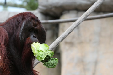 Male Orangutan Enrichment Eating Head of Lettuce  © LifeGemz