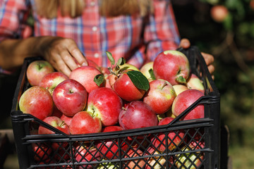 Farmer inspects the fruit after harvest. A box full of ripe apples
