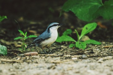 bird, nature, wildlife, animal, wild, blue, branch, tree, birds, beak, wagtail, green, songbird, beautiful, nuthatch, white, feather, great tit, colorful, yellow, parus, great, forest, feathers, perch