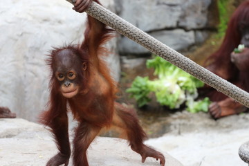 Young Baby Juvenile Orangutan  © LifeGemz
