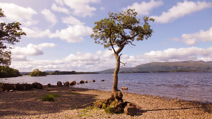 Fototapeta na wymiar Picturesque scene of a lone tree on a pebble beach beside a lake surrounded by hills and woodland.