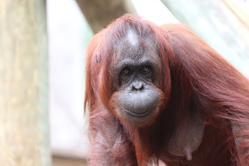 Orangutan Face Portrait 