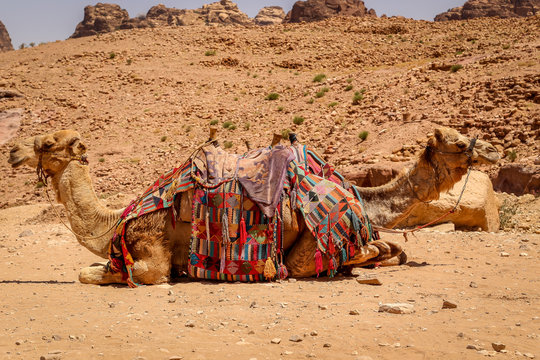 Two Camels resting in desert, Petra, Jordan