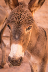 Close up view of young Donkey's head