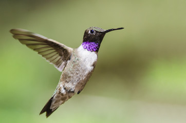Fototapeta na wymiar Black-Chinned Hummingbird with Throat Aglow While Hovering in Flight
