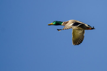 Mallard Duck Flying in a Blue Sky