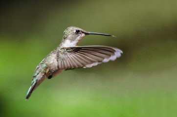 Black-Chinned Hummingbird Hovering in Flight Deep in the Forest