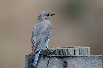 Proud Mountain Bluebird Perched Atop a Weathered Wooden Post
