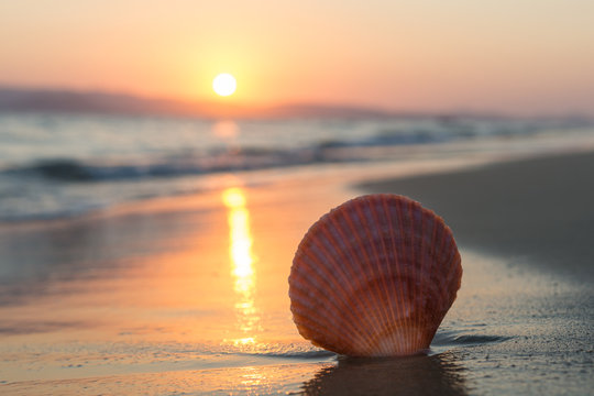 Sea shell on the beach at sunset