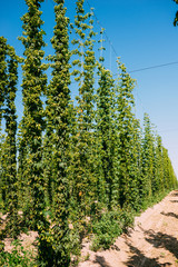 Field of hops.