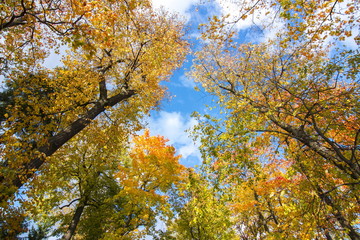 Golden Fall in Catherine park, Tsarskoe Selo (Pushkin), Saint Petersburg, Russia