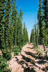 Field of hops.
