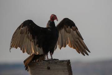 Wings Spread Of A Turkey Vulture