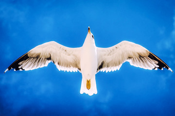 Libre comme l'air